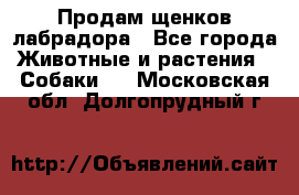 Продам щенков лабрадора - Все города Животные и растения » Собаки   . Московская обл.,Долгопрудный г.
